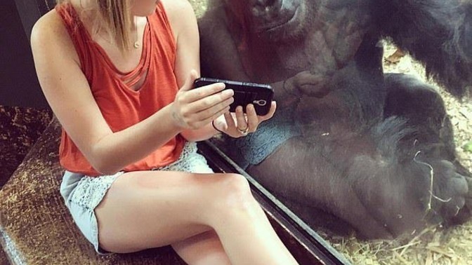 Should gorillas be allowed on GAG?