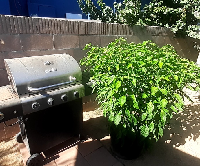 This is my chocolate ghost pepper plant next to a full size bbq
