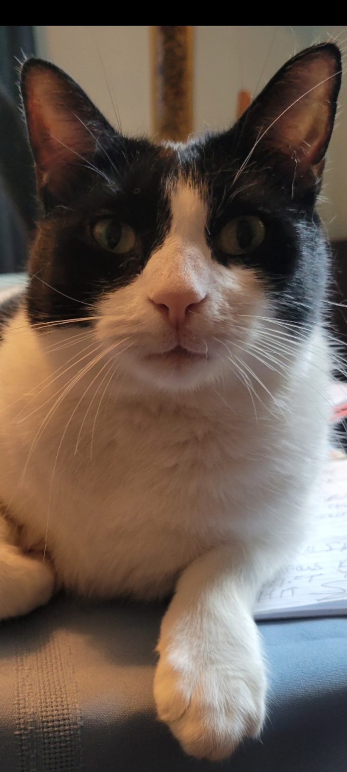 This cat wants to be your friend, yes or no?