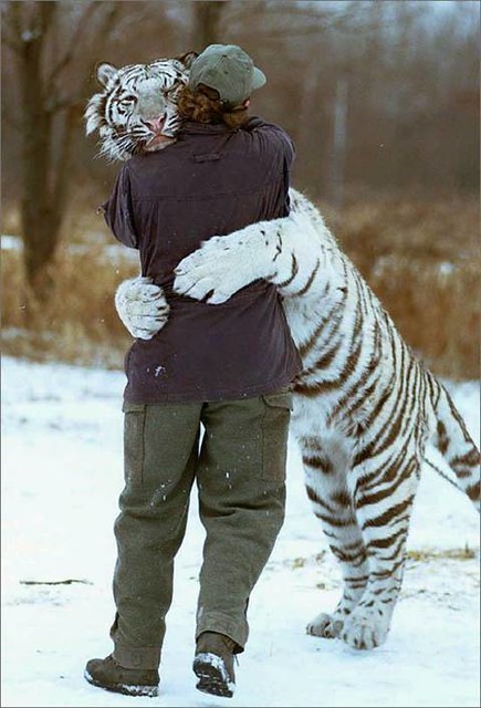 This cat wants to be your friend, yes or no?