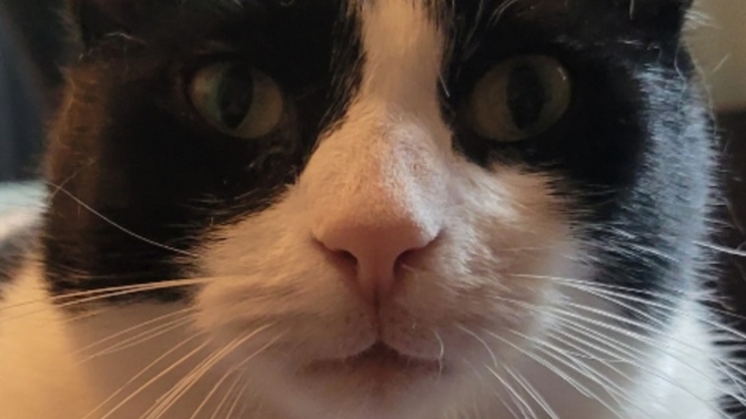 This cat wants to be your friend, yes or no?