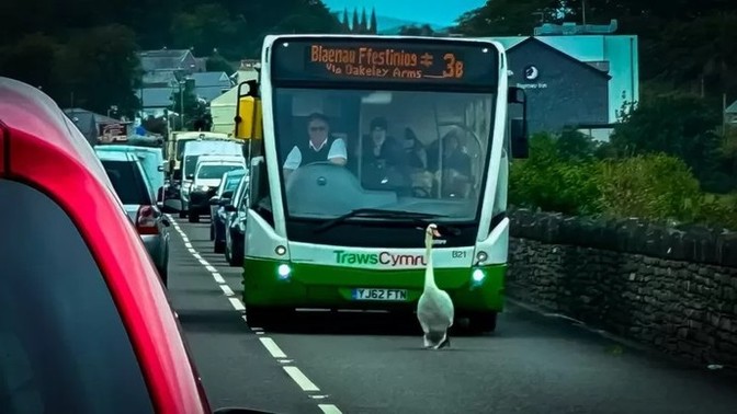 Your stuck behind a swan what do you do?
