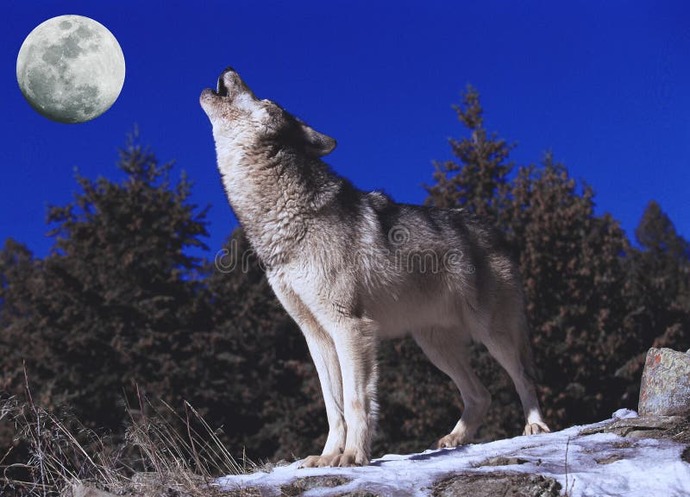 What would you do if you found out your dog was a wolf?