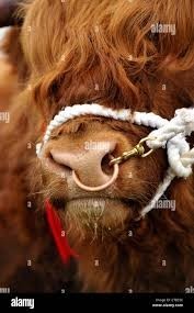 Why are nose rings popular?
