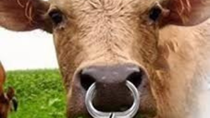 Why are nose rings popular?