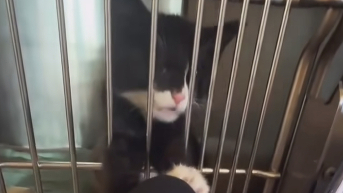Would you do if you saw the local catnip dealer being taken to jail?
