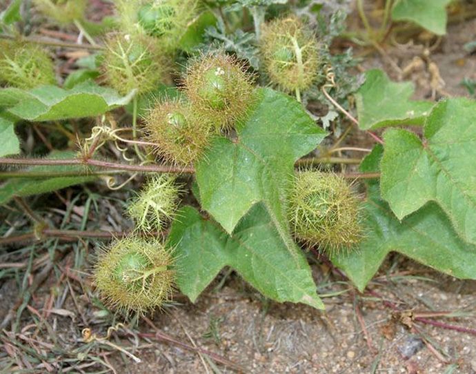 This plant/fruit