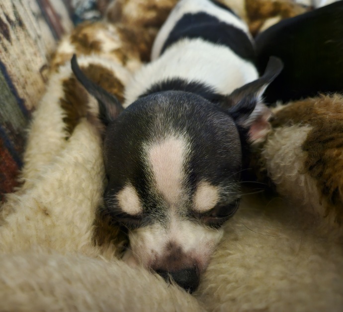 What should I do if my brothers dog is infested with fleas?