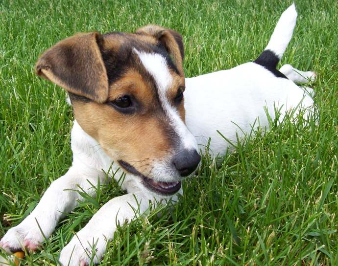If you were a dog, what kind would you be?