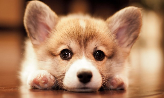 If you were a dog, what kind would you be?