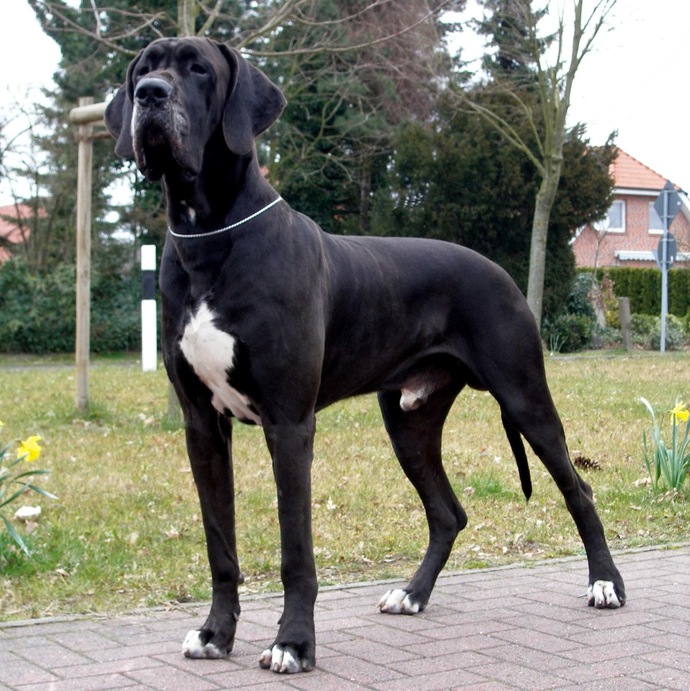 If you were a dog, what kind would you be?