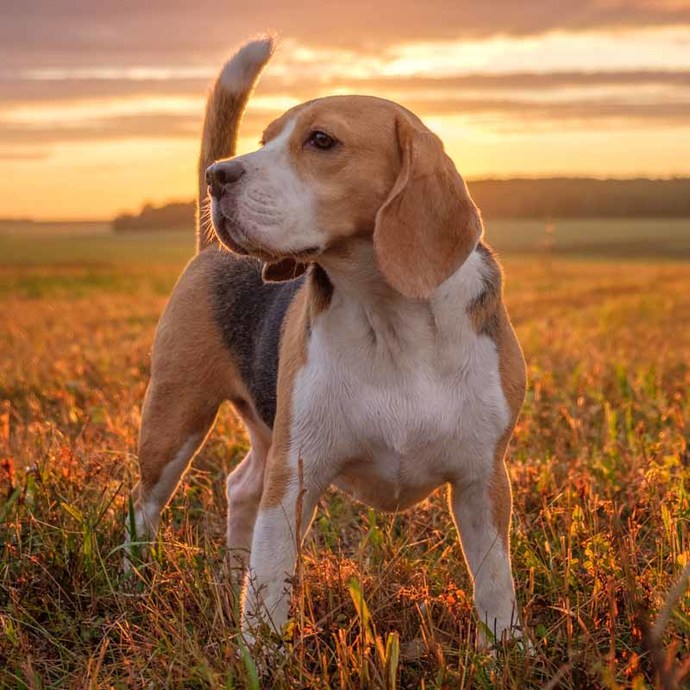 If you were a dog, what kind would you be?