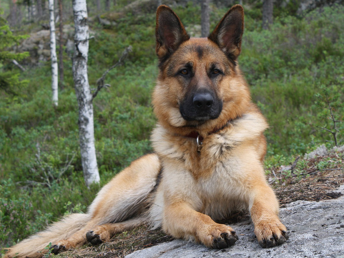 If you were a dog, what kind would you be?