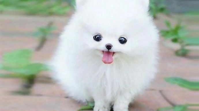 If you were a dog, what kind would you be?