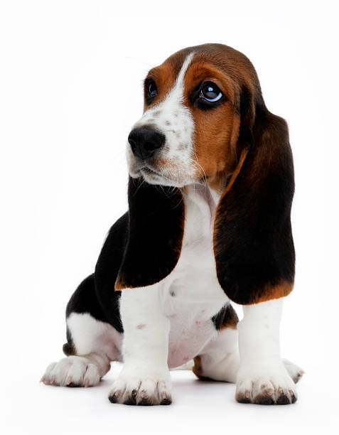 If you were a dog, what kind would you be?