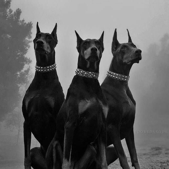 If you were a dog, what kind would you be?