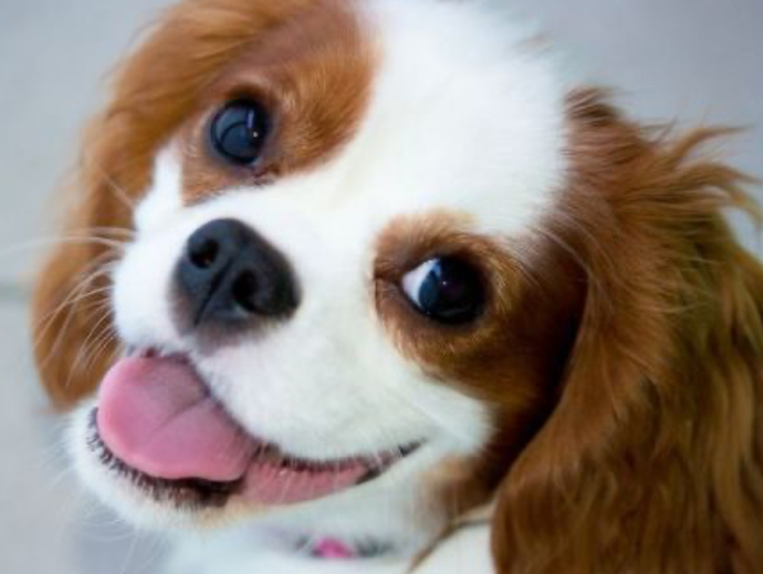 If you were a dog, what kind would you be?