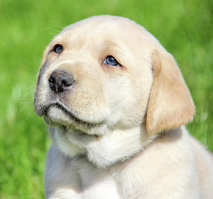 If you were a dog, what kind would you be?