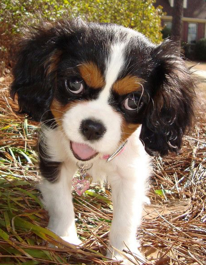 If you were a dog, what kind would you be?