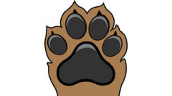 If you were a dog, what kind would you be?