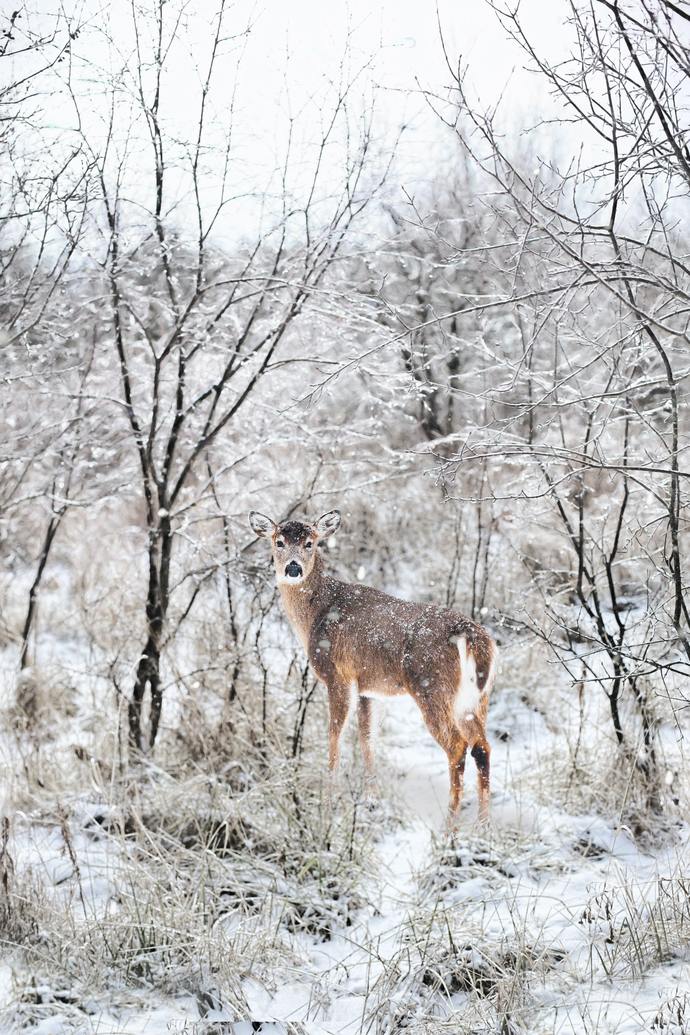 People who grew up in climate without winter, do you wish you had it or happy without it?