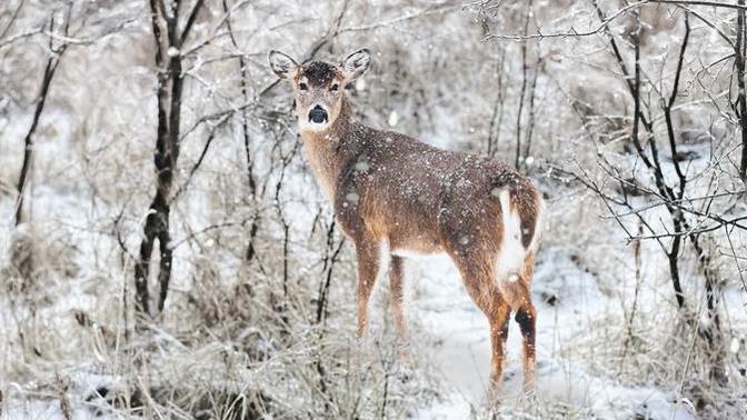 People who grew up in climate without winter, do you wish you had it or happy without it?