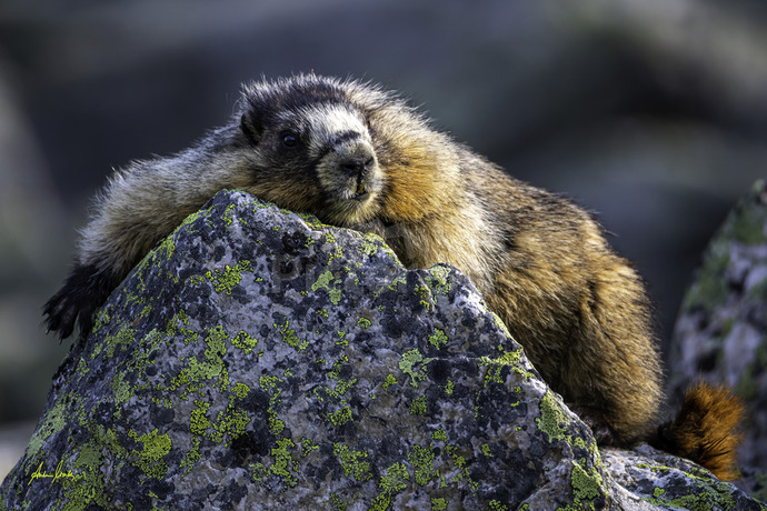 get a job, marmot