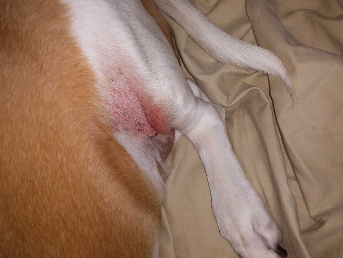 Does any person know what this rash on my Dog is she had this for few weeks?