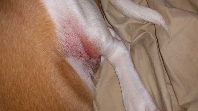 Does any person know what this rash on my Dog is she had this for few weeks?
