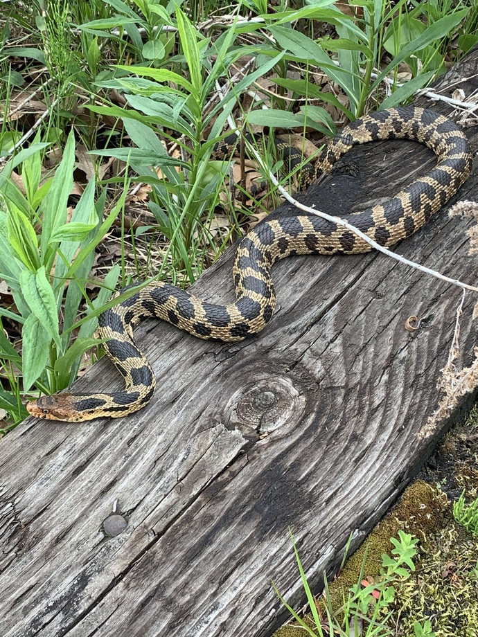 About 6 feet long, she was a sweetheart. Let me pick her up and she clung to my arm (constrictor family).
