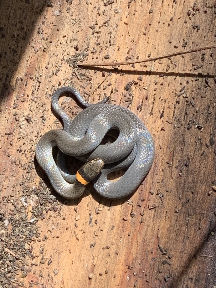 Little cutey has a schiller effect on its scales.