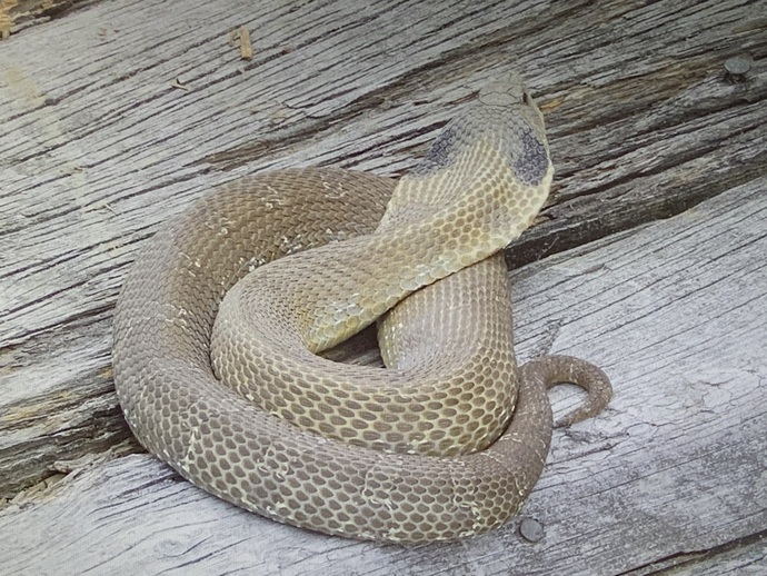 Met me on the dock when I went to tie up my boat. Was hissing and then I touched it on the head and it played dead.
