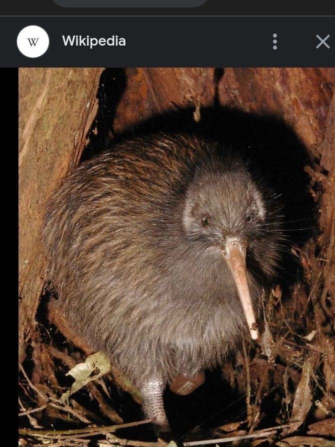 In your opinion kiwis are cute or not?