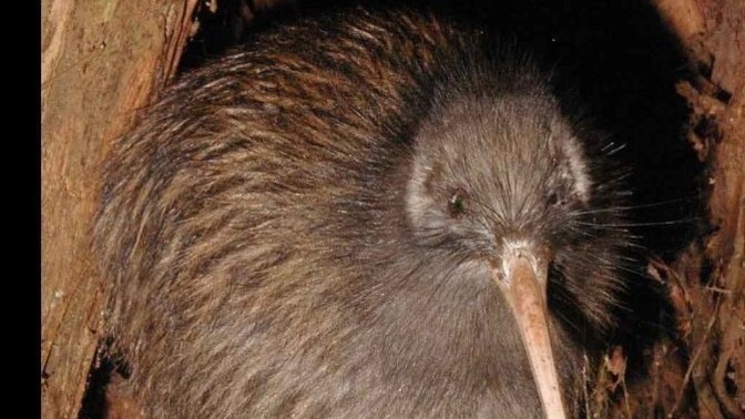 In your opinion kiwis are cute or not?