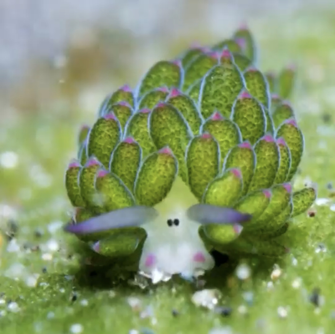Have you ever heard of leaf slugs?