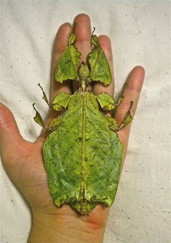 Have you ever heard of leaf slugs?