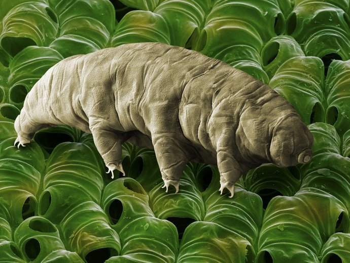 Have you ever heard of leaf slugs?