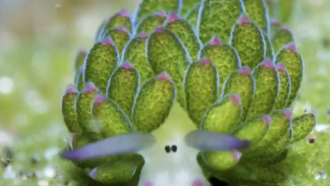 Have you ever heard of leaf slugs?