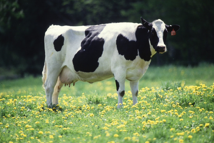 Girls, I want to drink warm milk.. where I can get it 😂?