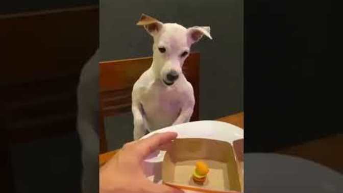 What do you think is the smartest animal :) ?