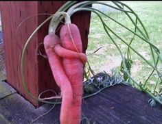 Would you buy this carrot?