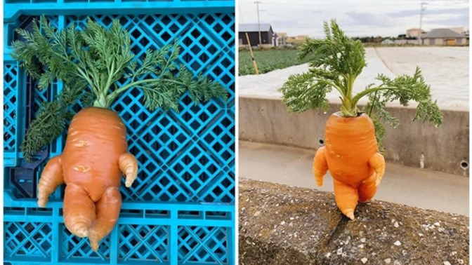 Would you buy this carrot?