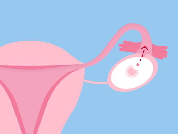 Is it true that the right or left ovary produces boys/girls?