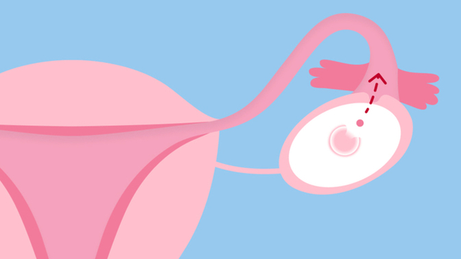 Is it true that the right or left ovary produces boys/girls?