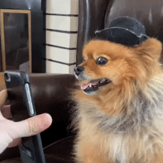 But if you ask me, he's a dog.