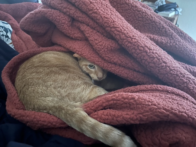My cat whines and whines until my wife picks hers up and puts her under the bed covers…?