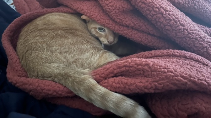 My cat whines and whines until my wife picks hers up and puts her under the bed covers…?