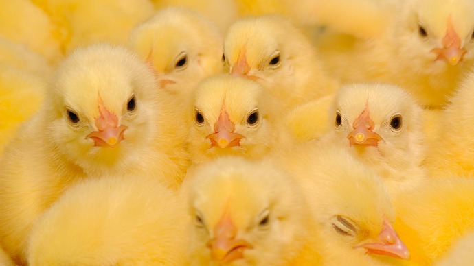 Is it offensive or annoying to refer to women as chicks?