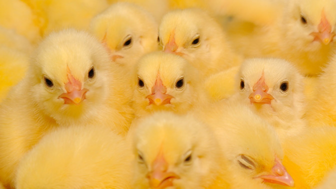 Is it offensive or annoying to refer to women as 'chicks'?