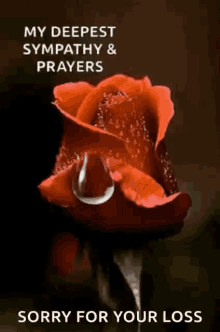 Would anyone care to share some words of comfort as my boyfriend died suddenly two days ago. What can I do to comfort myself?
